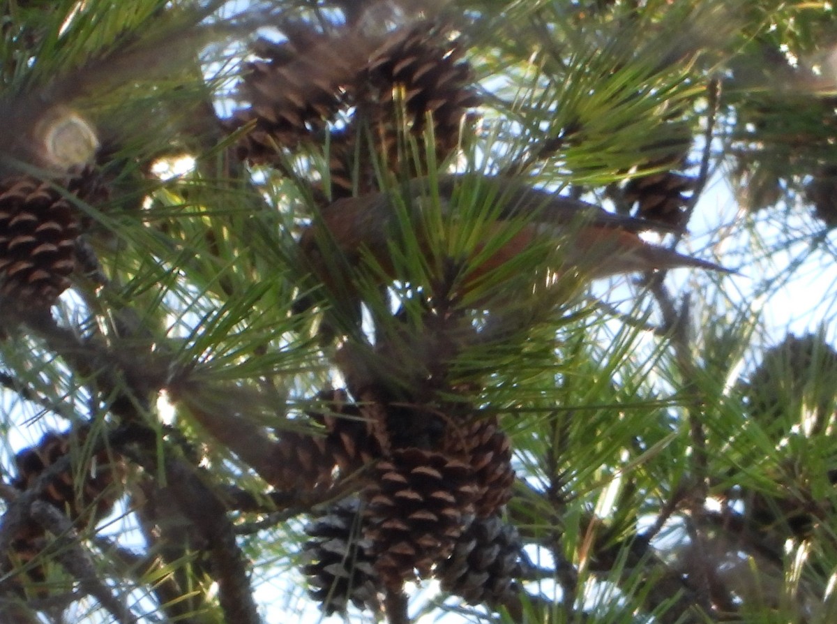 Red Crossbill - ML614547828