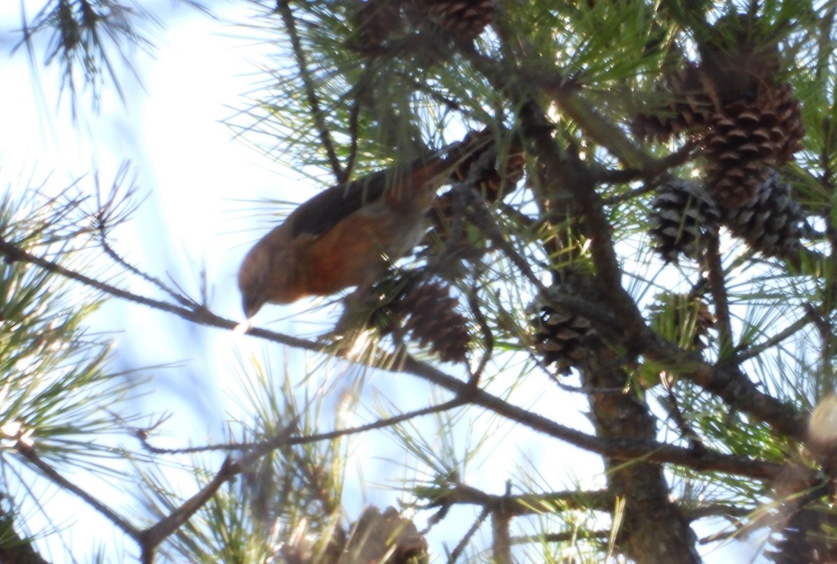 Red Crossbill - ML614547836