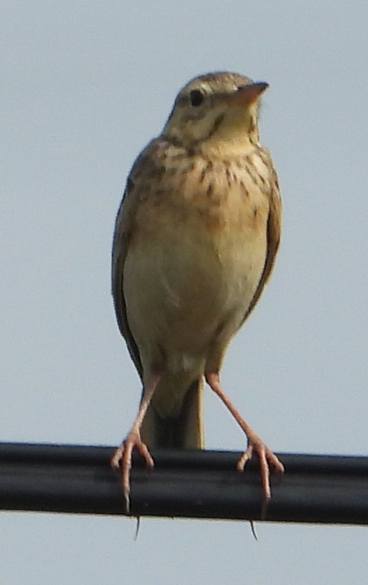 Paddyfield Pipit - ML614547853