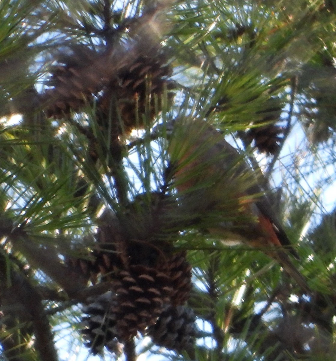 Red Crossbill - ML614547855