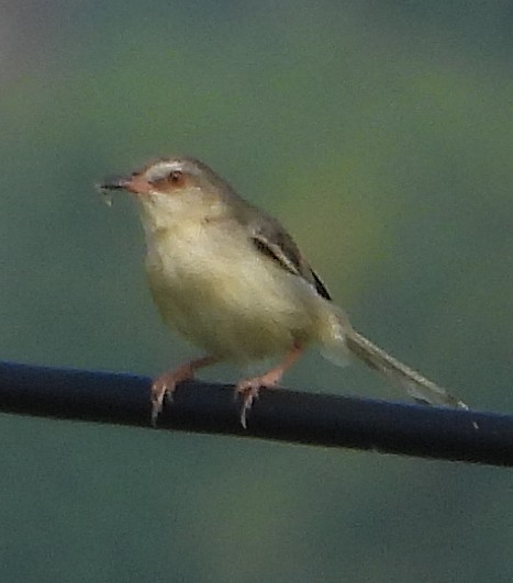 Plain Prinia - Glenn Morris