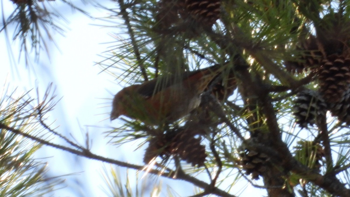 Red Crossbill - ML614547866