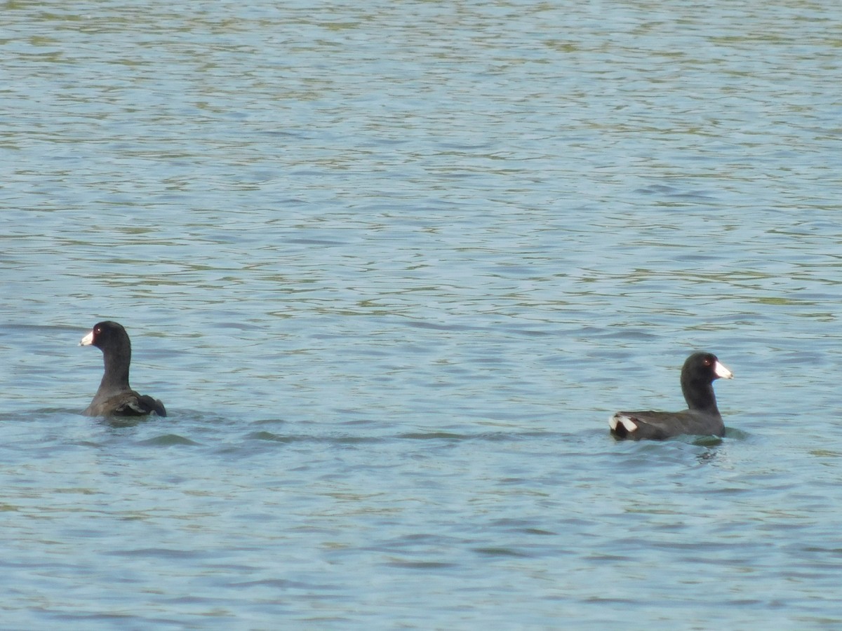 American Coot - ML614547869