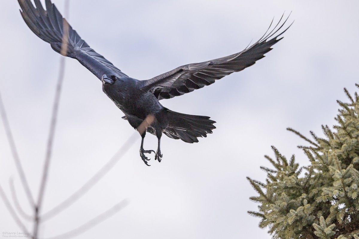 Common Raven - Pierre Lemieux