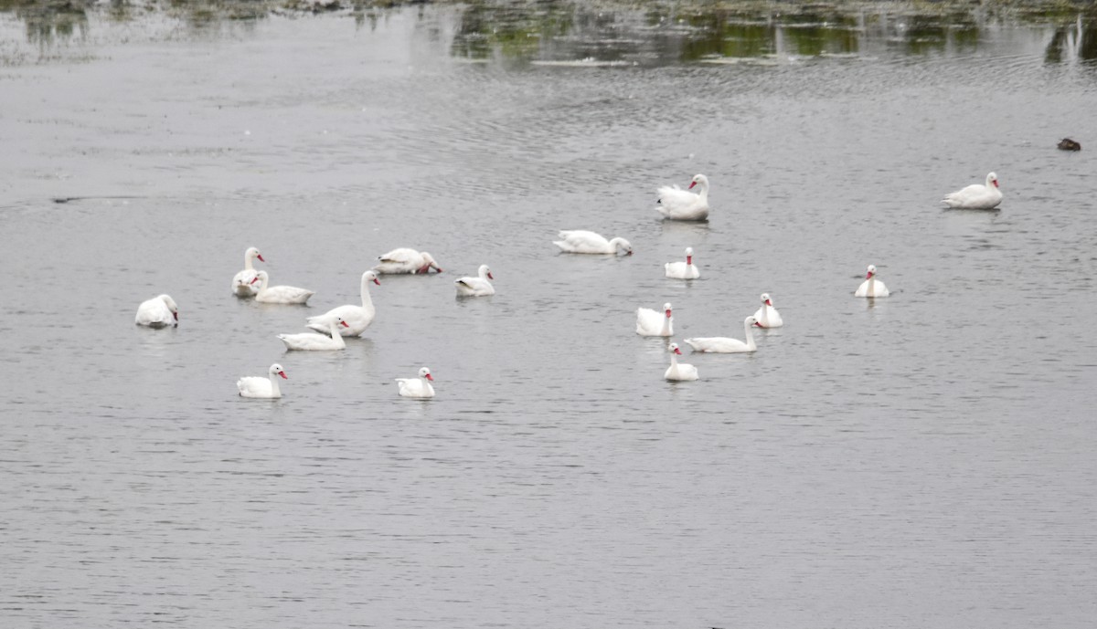 Coscoroba Swan - ML614547893