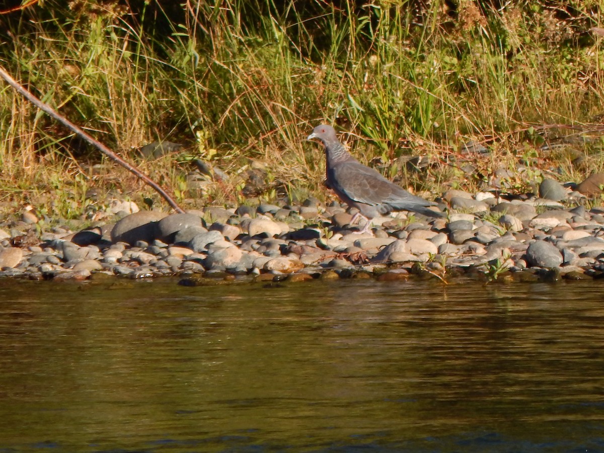 Picazuro Pigeon - ML614547902