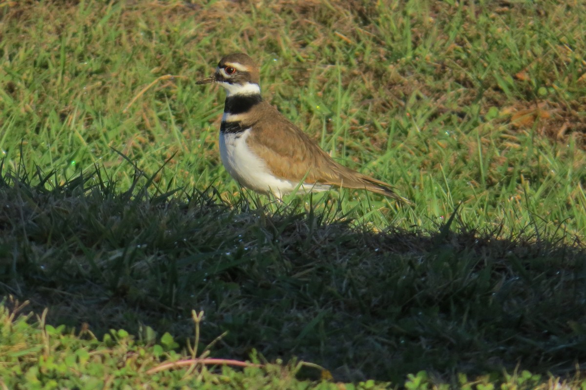 Killdeer - Mark Kamprath