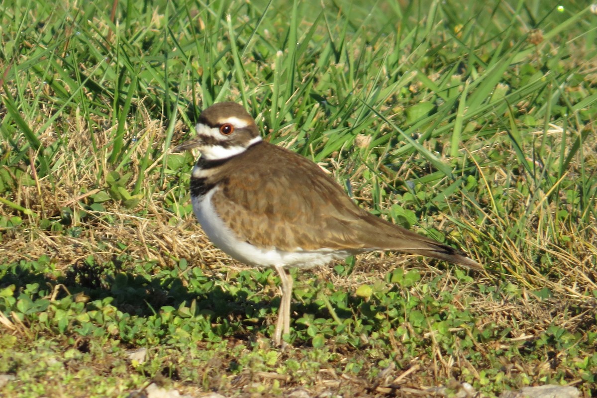 Killdeer - ML614547924