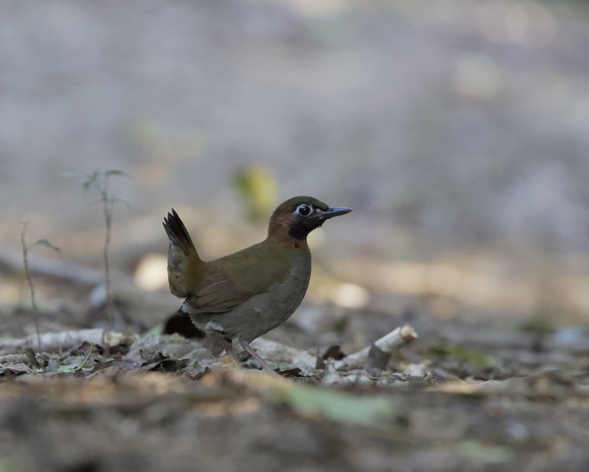 Mayan Antthrush - ML614547979