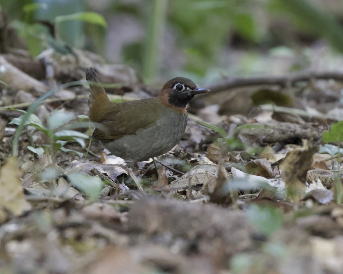 Mayan Antthrush - Terence Degan