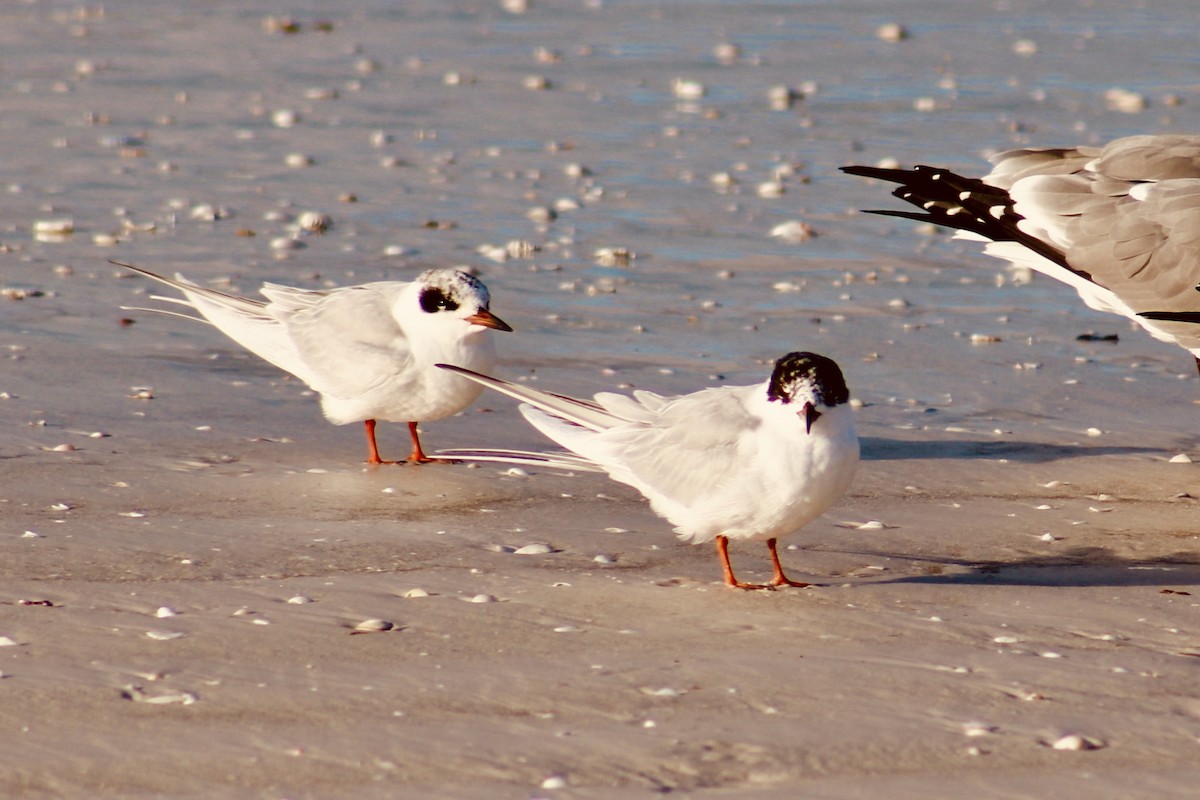 Forster's Tern - ML614548023