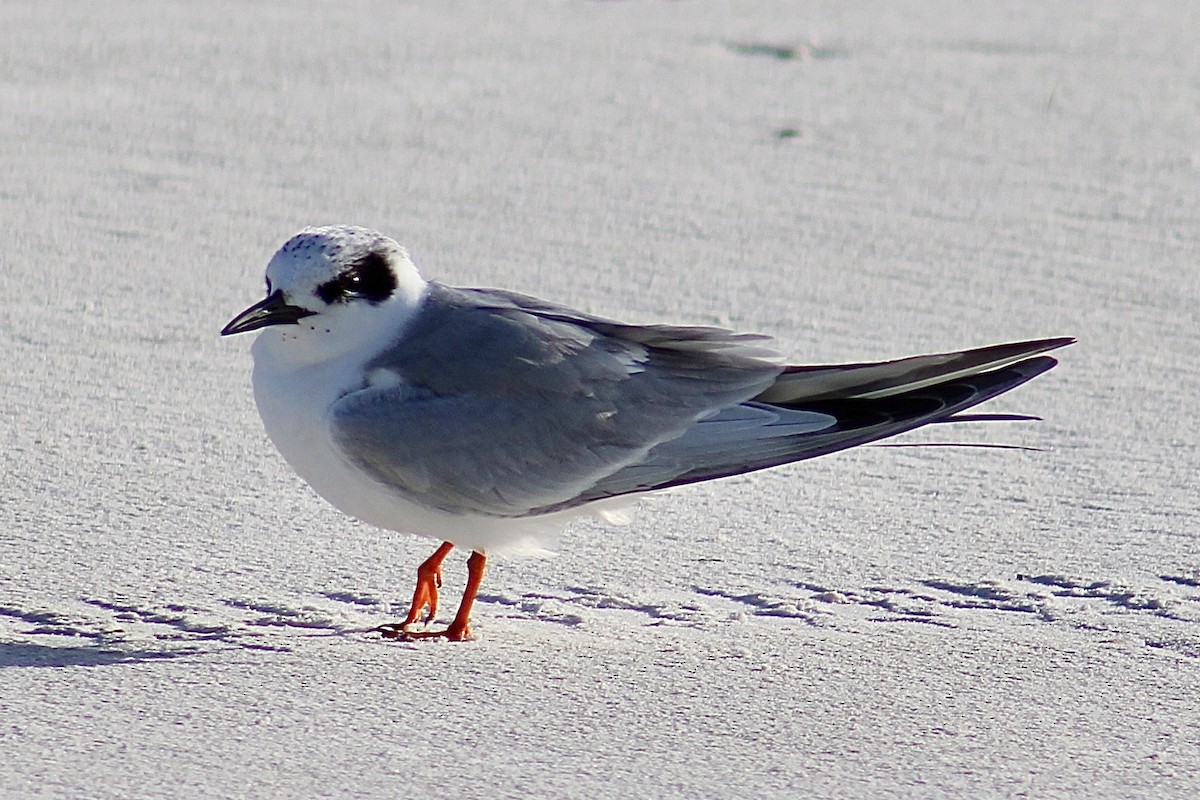 Forster's Tern - ML614548024