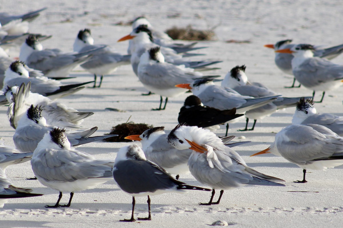 Royal Tern - ML614548033