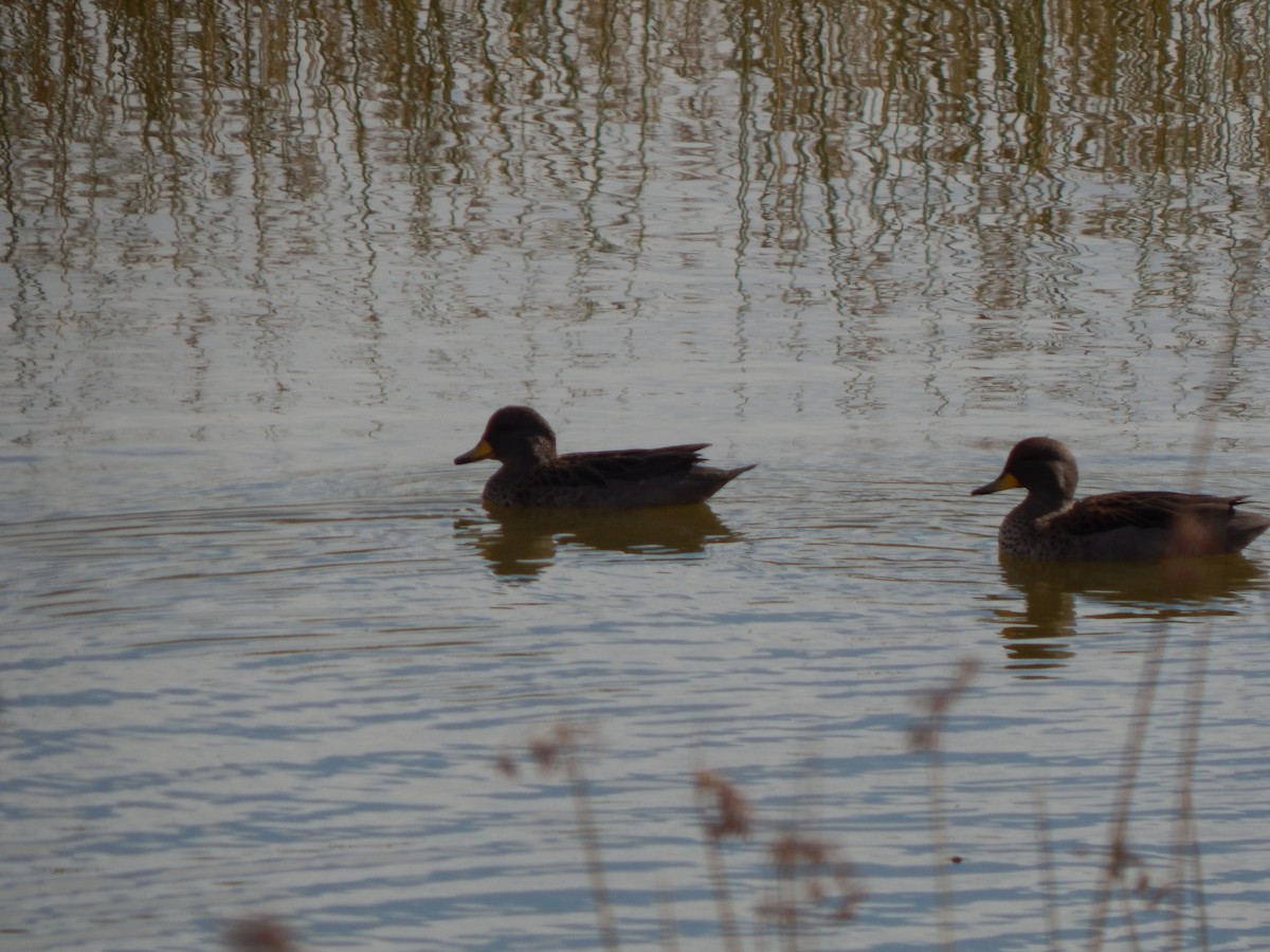 Yellow-billed Teal - Tiziano Luka