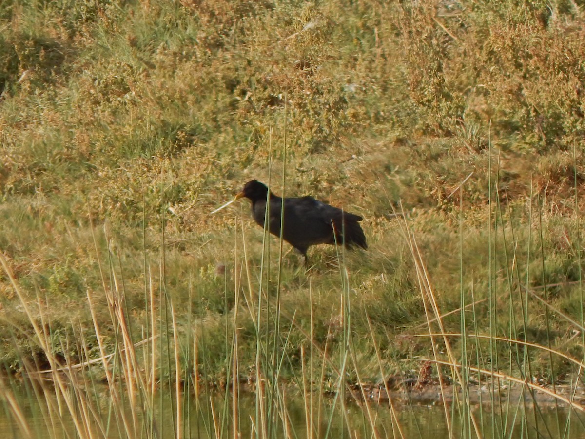 Red-fronted Coot - Tiziano Luka