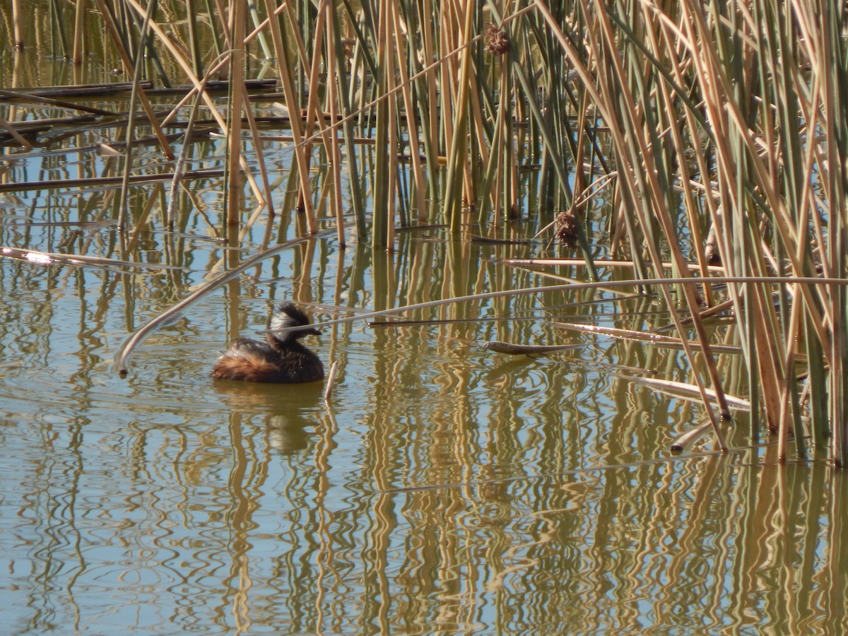 White-tufted Grebe - ML614548140