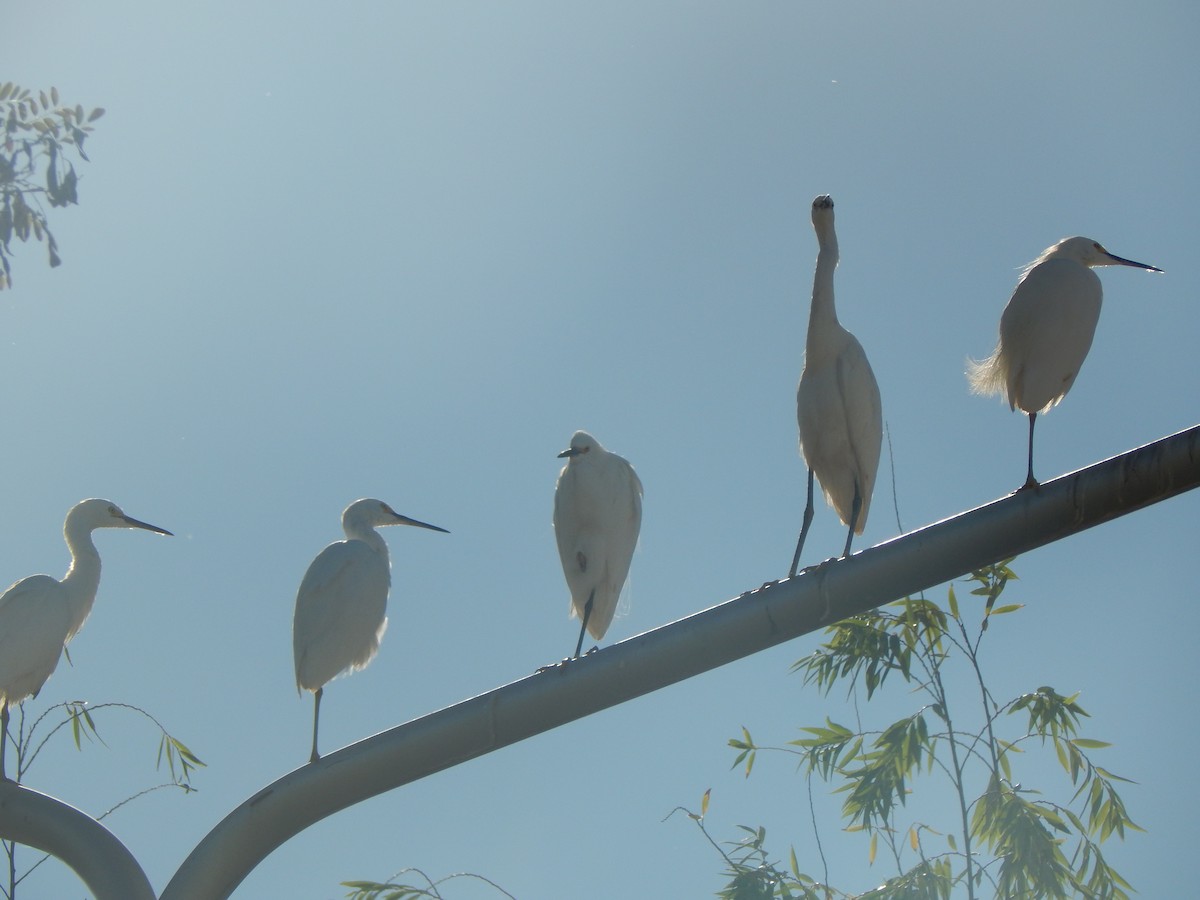 Snowy Egret - ML614548145