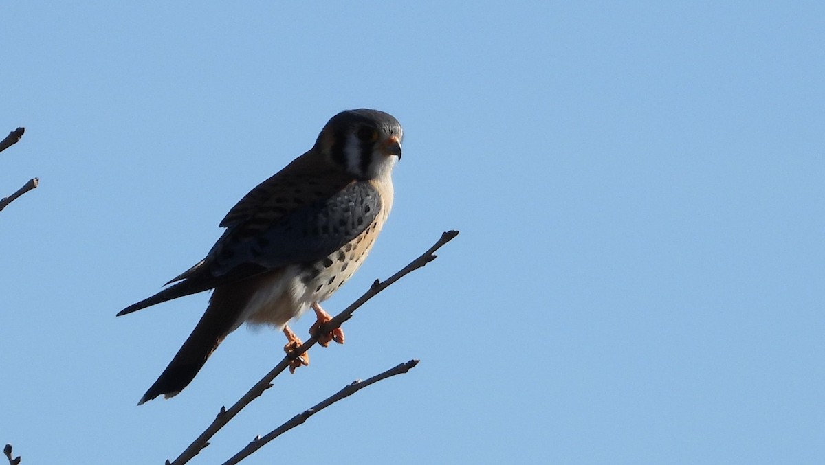 American Kestrel - ML614548231