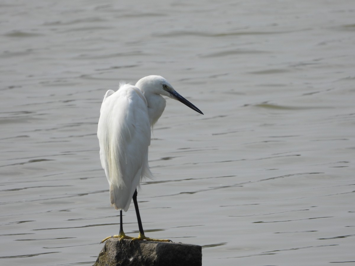 Little Egret - ML614548270