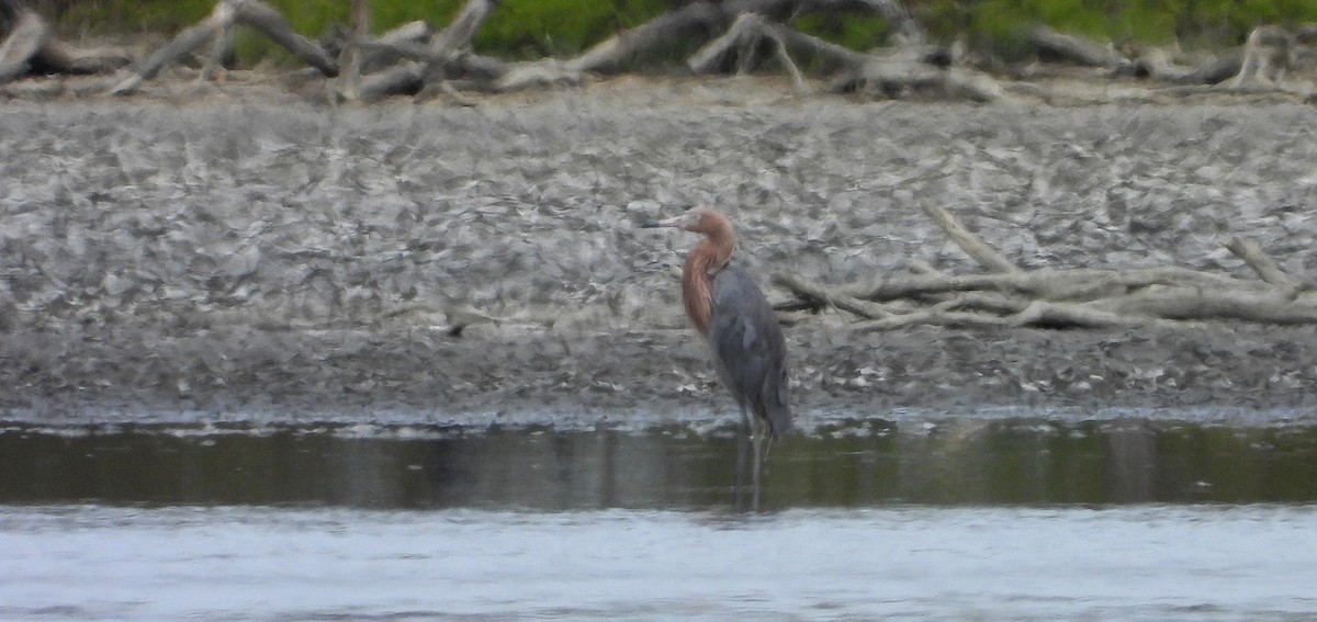 Reddish Egret - ML614548368