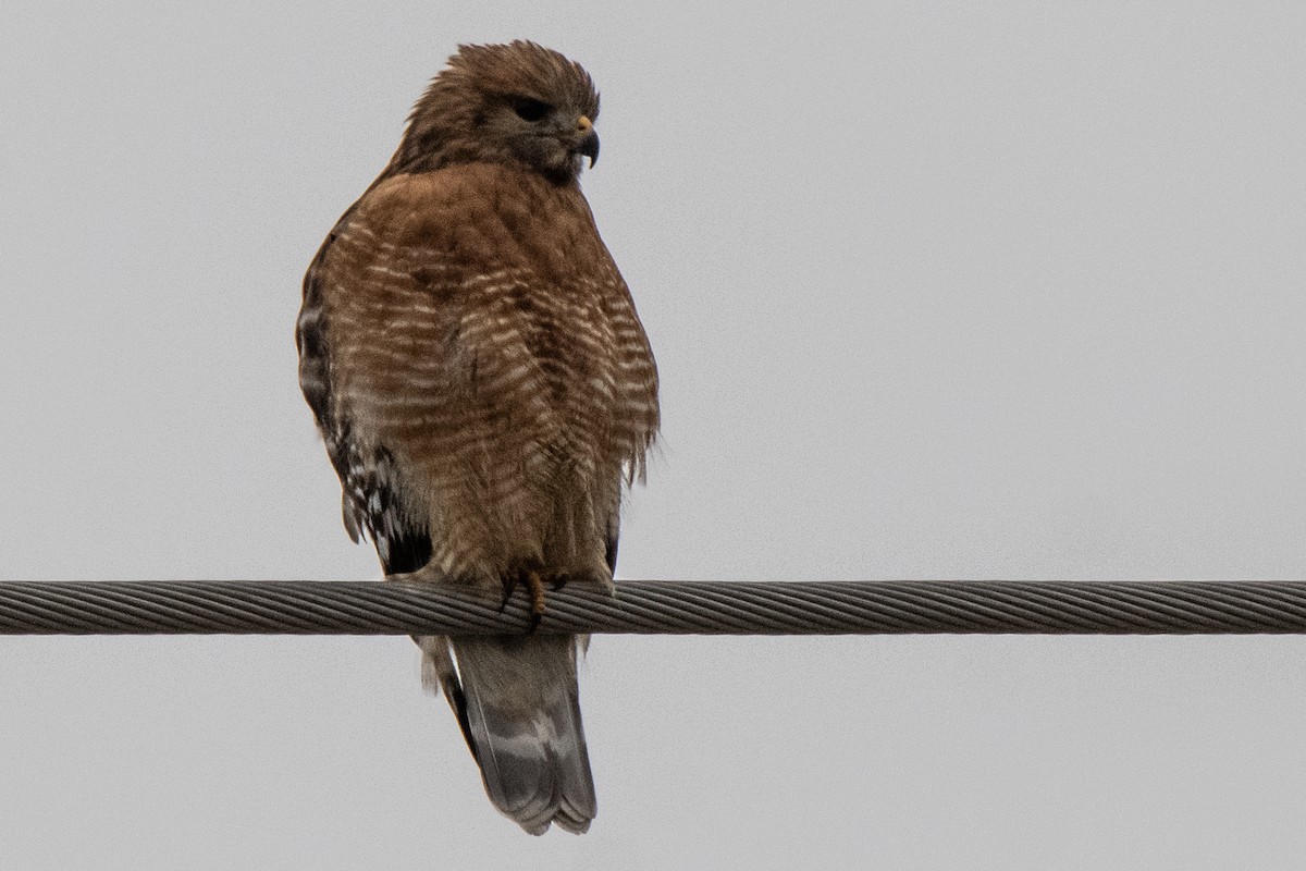 Red-shouldered Hawk - ML614548413