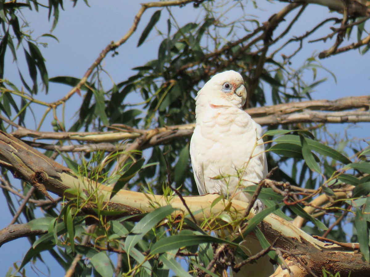 Cacatoès corella - ML614548416