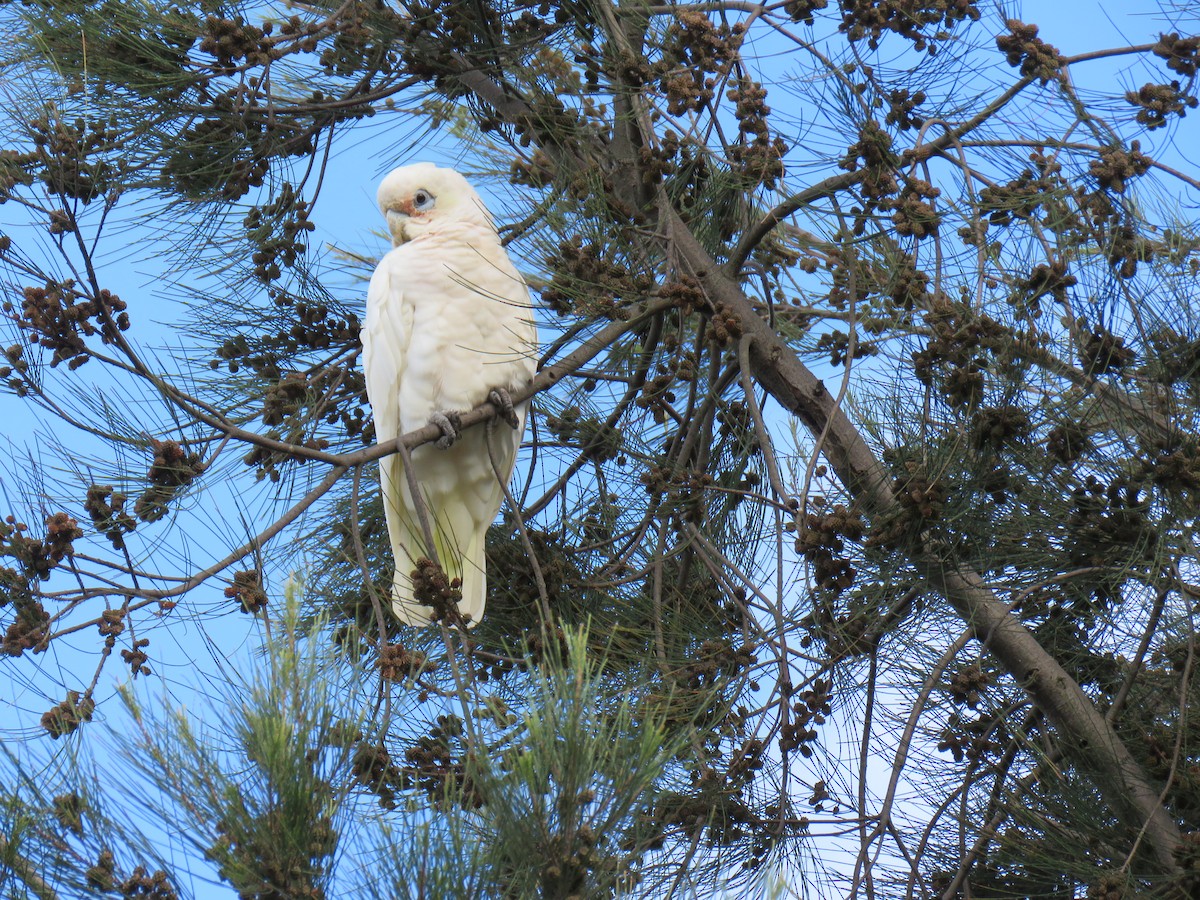 Cacatoès corella - ML614548458