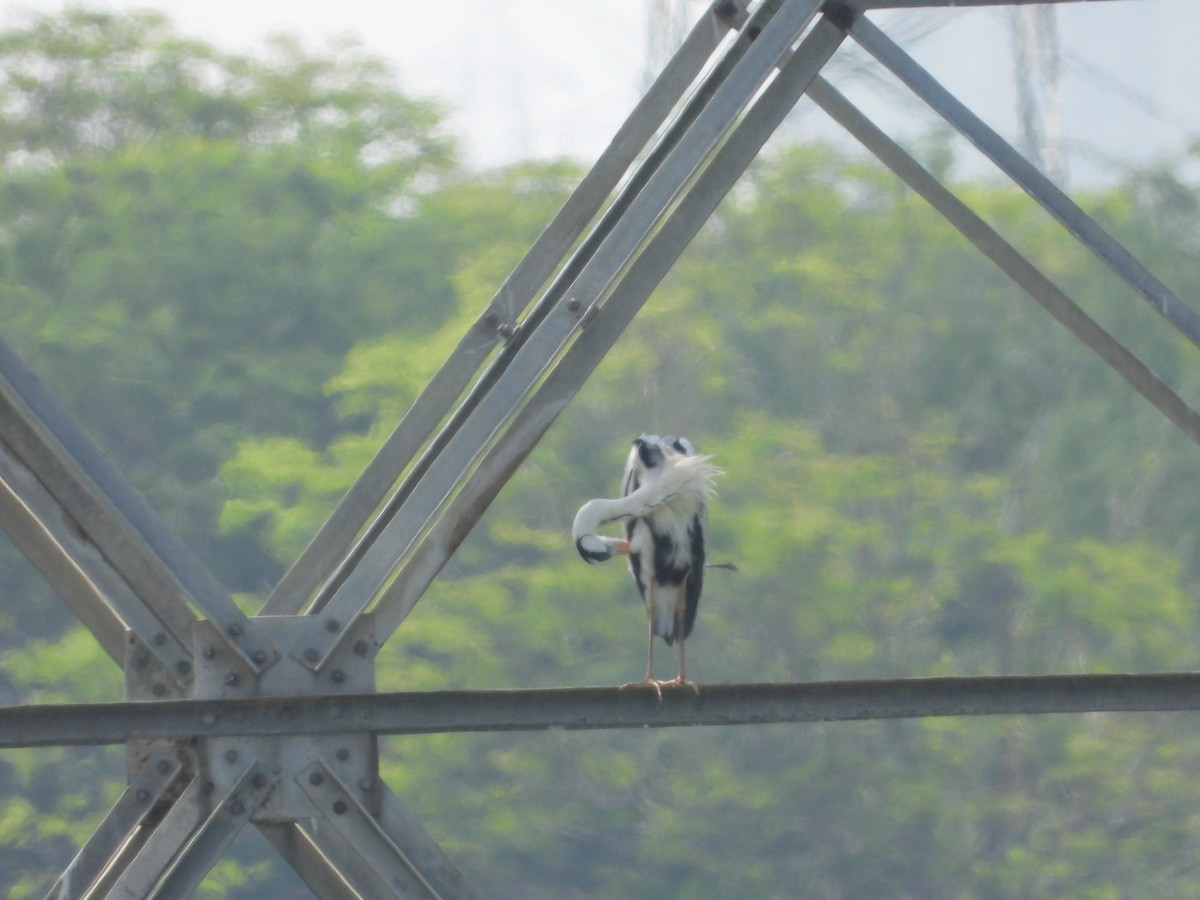 Gray Heron - Vidhya Sundar