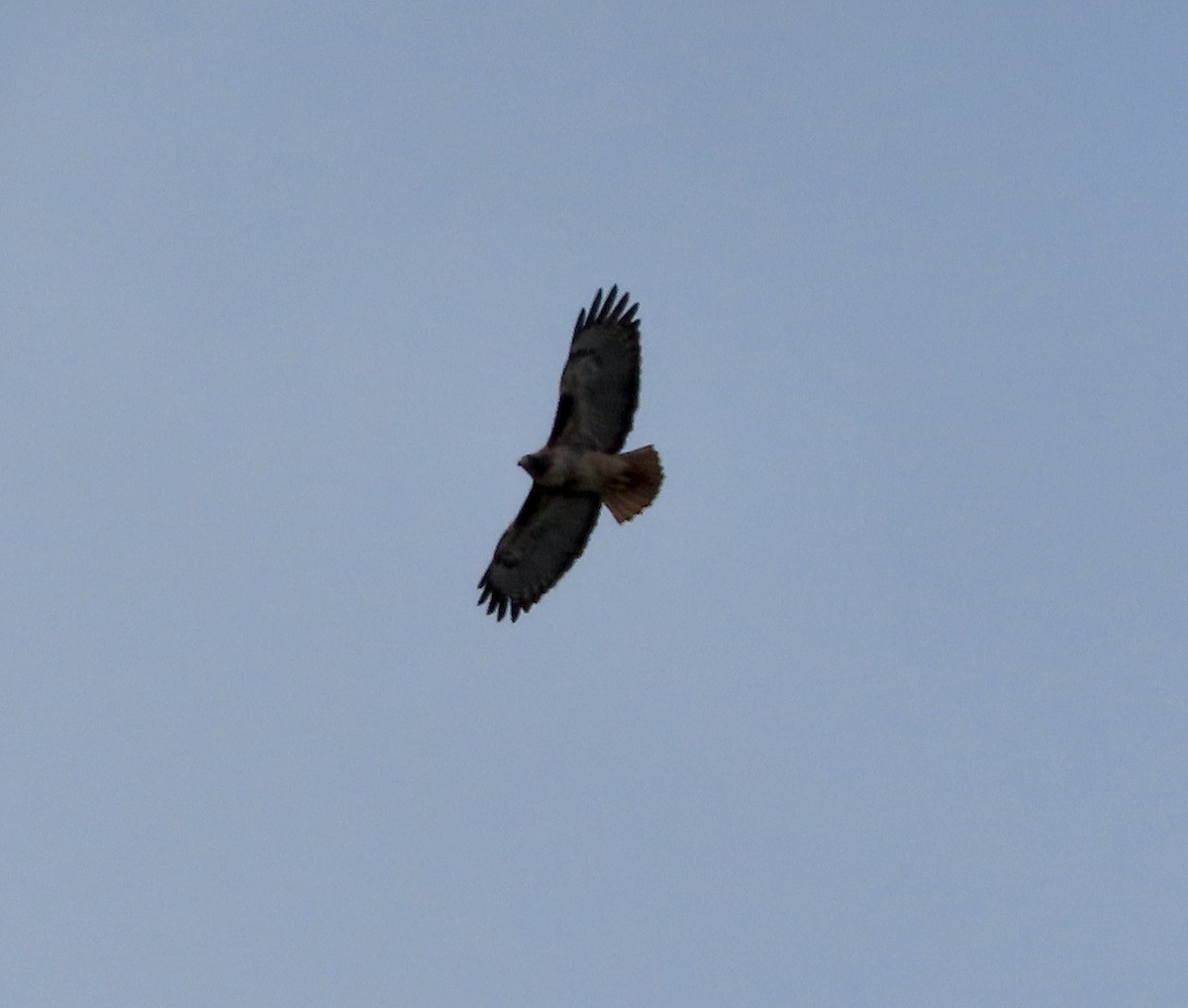 Red-tailed Hawk - ML614548481