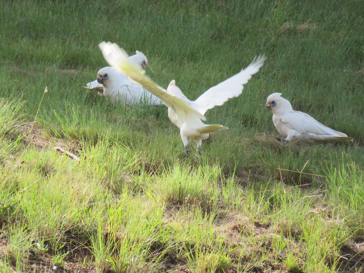 Cacatoès corella - ML614548496