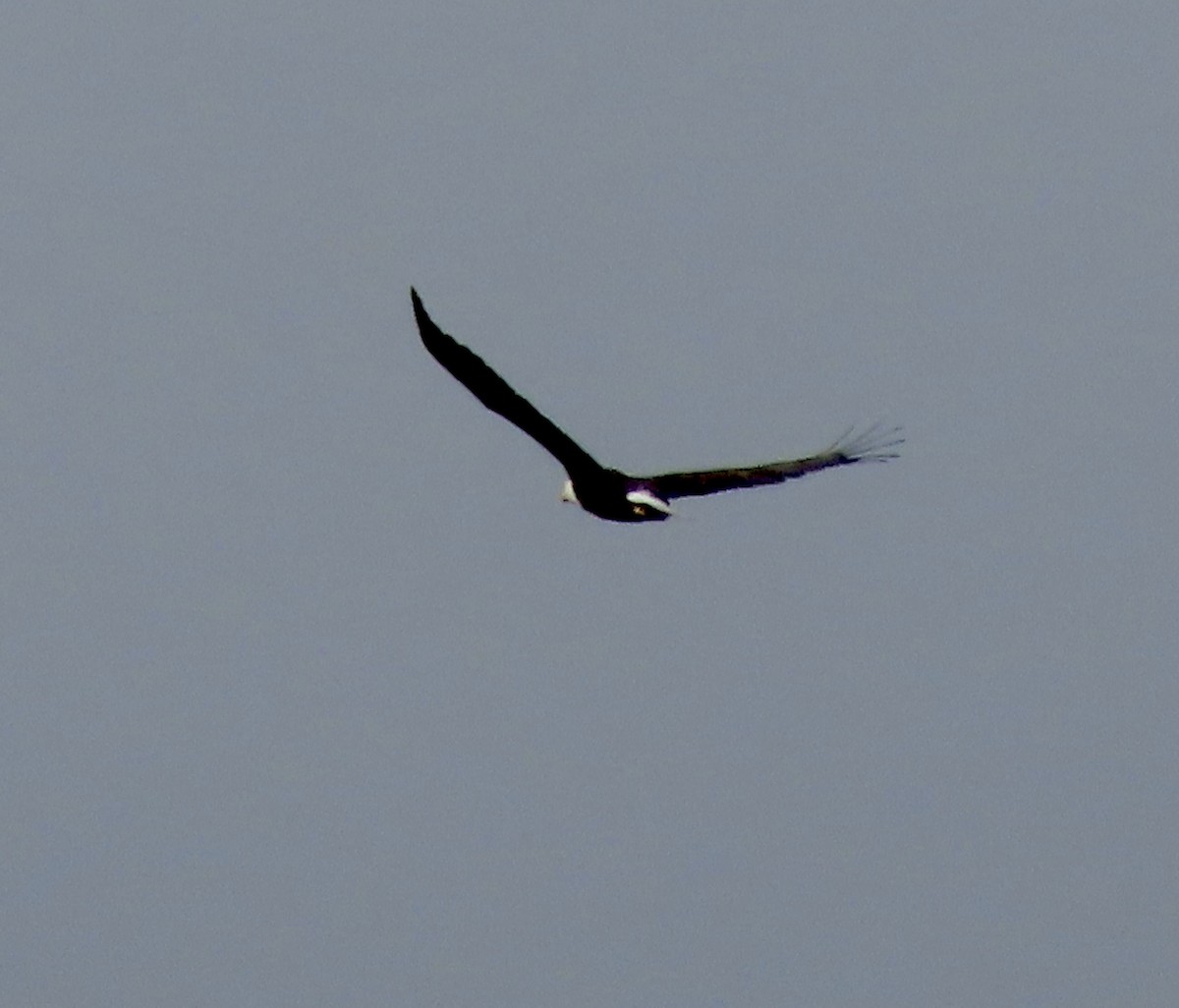 Pigargo Americano - ML614548499