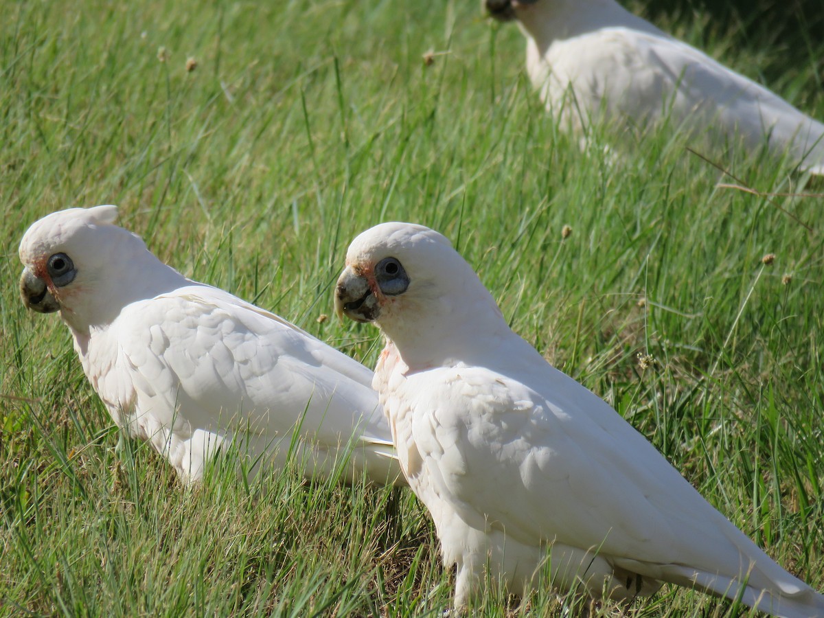 Little Corella - ML614548501