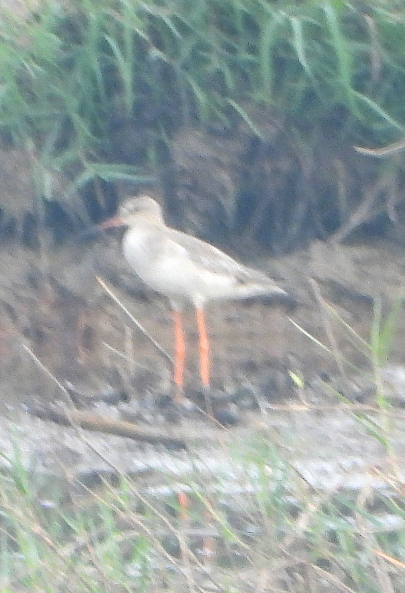 Common Redshank - Glenn Morris