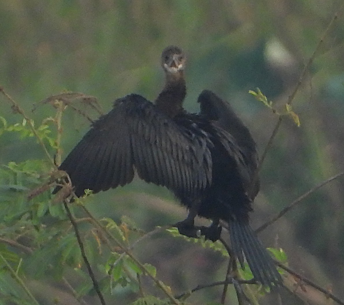 Little Cormorant - Glenn Morris