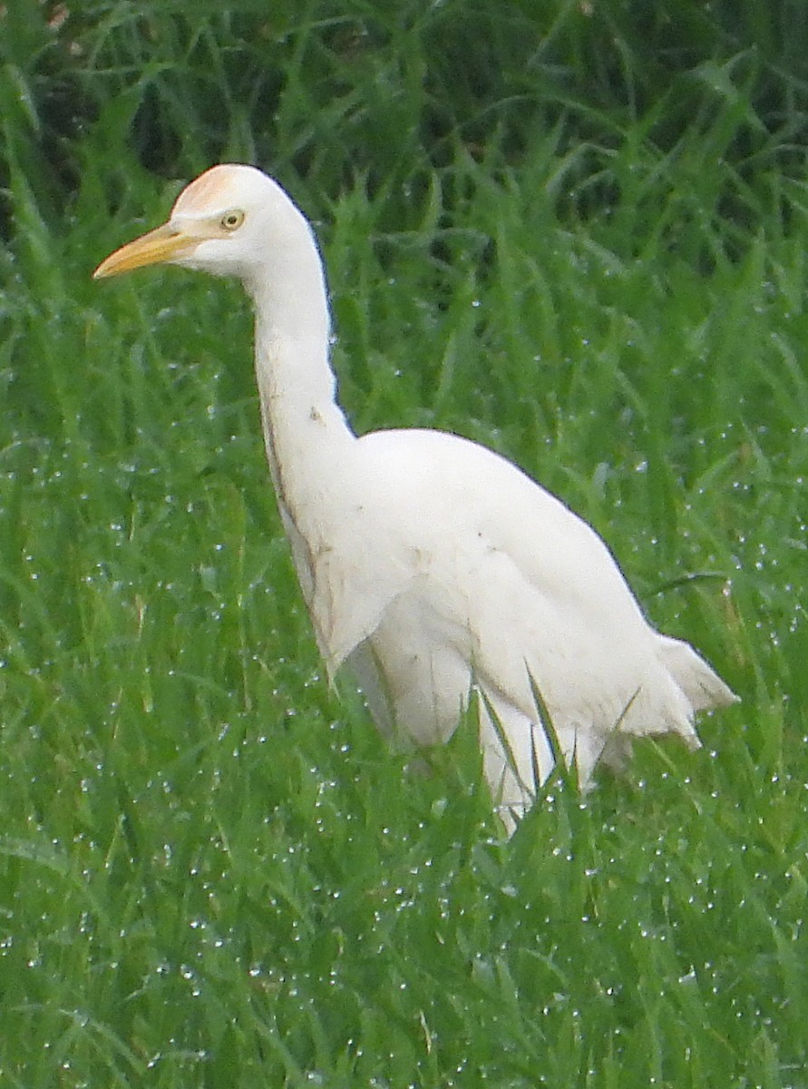 Eastern Cattle Egret - ML614548524