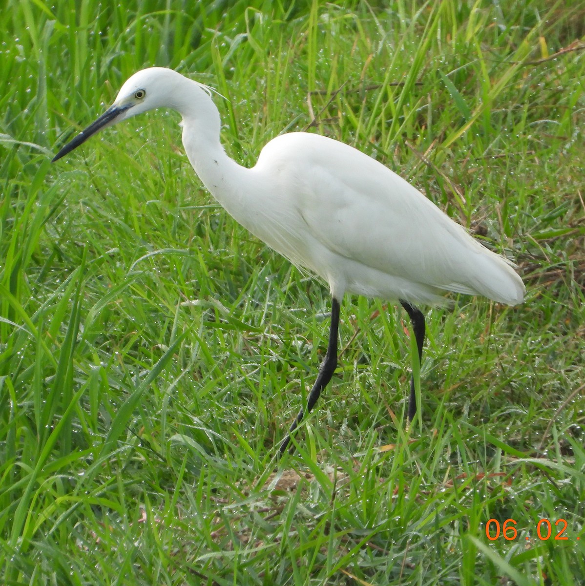 Aigrette garzette - ML614548530