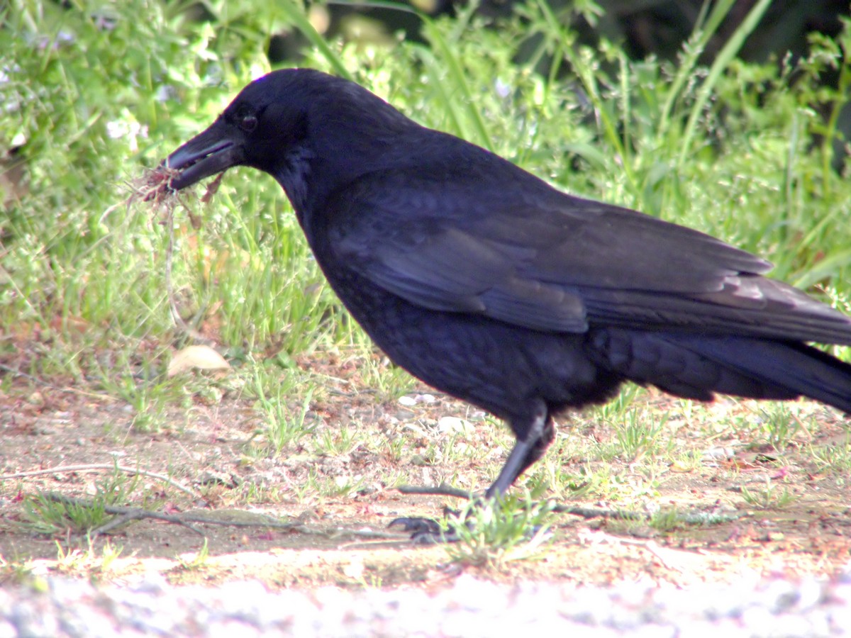 Large-billed Crow - ML614548541