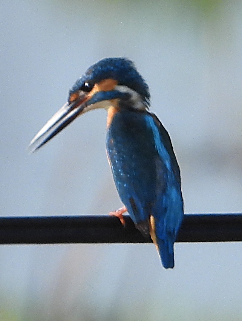 Common Kingfisher - ML614548573