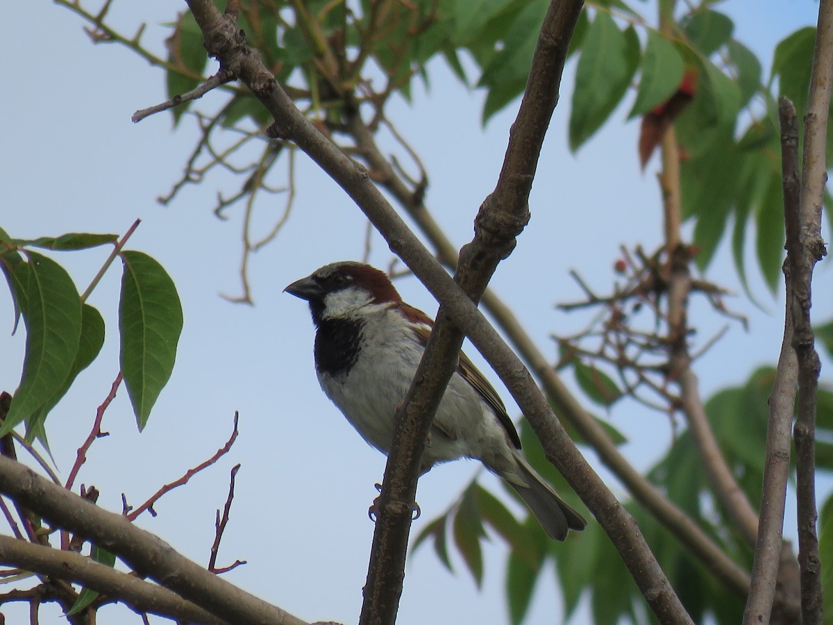 House Sparrow - Stan Jarzynski