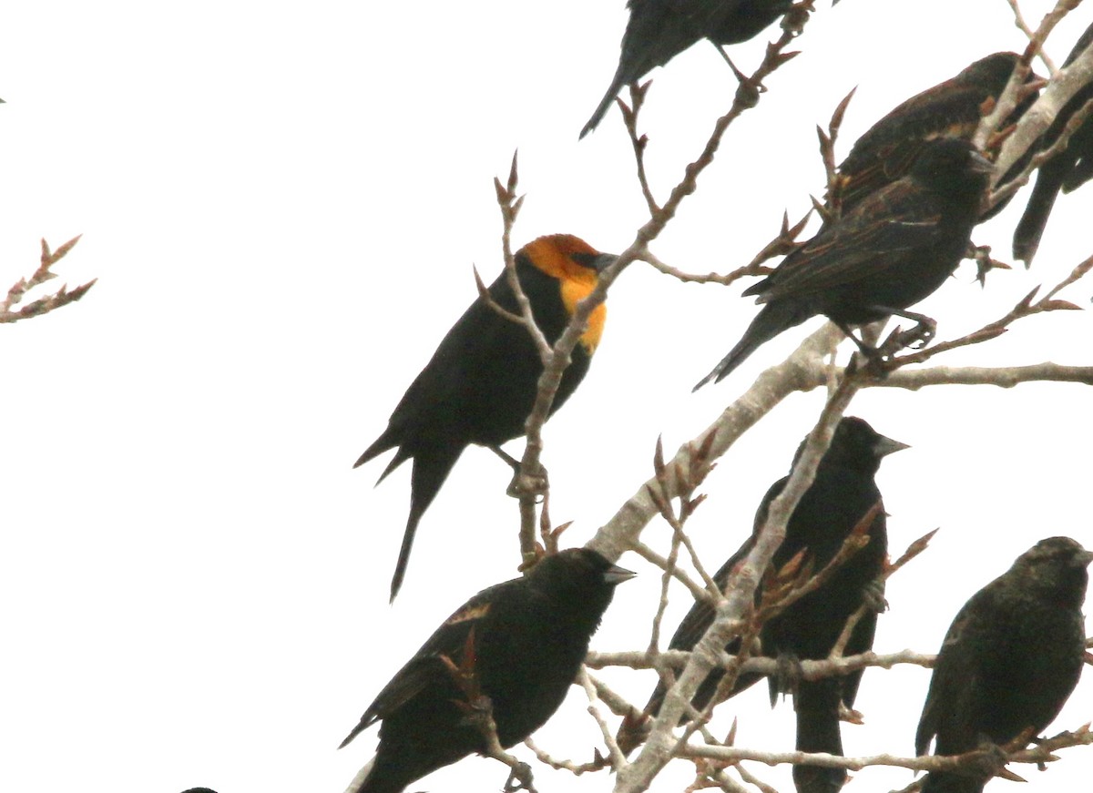 Yellow-headed Blackbird - ML614548619