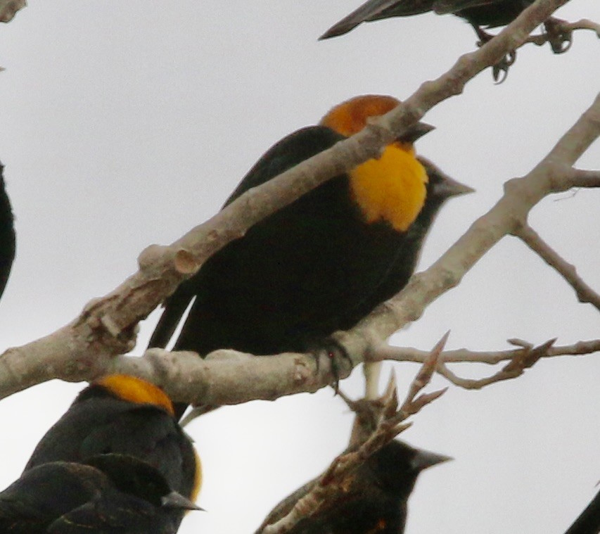 Yellow-headed Blackbird - Norm Lewis