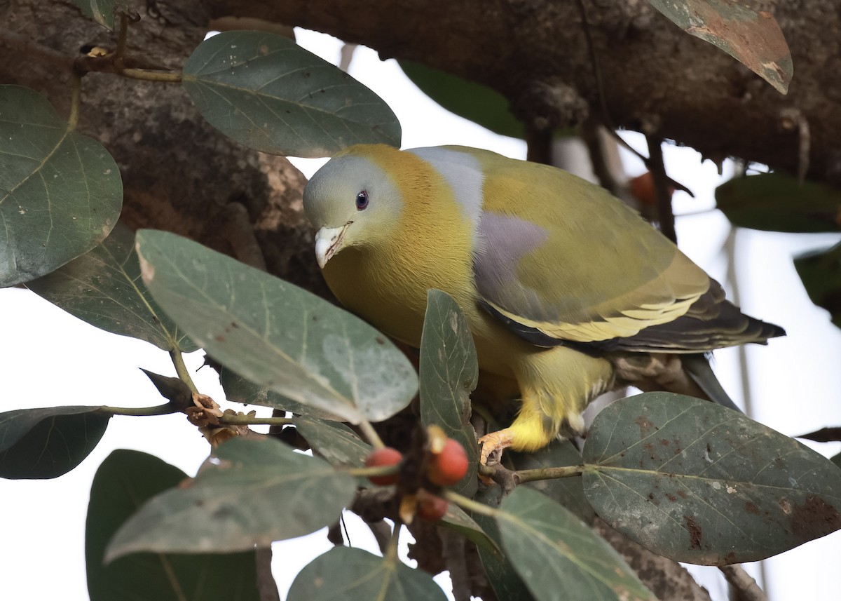 Yellow-footed Green-Pigeon - ML614548633