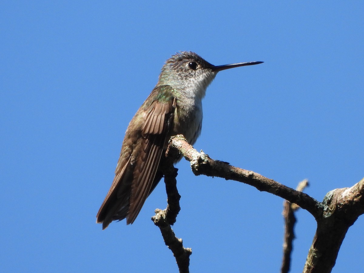 kolibřík azurovotemenný - ML614548636