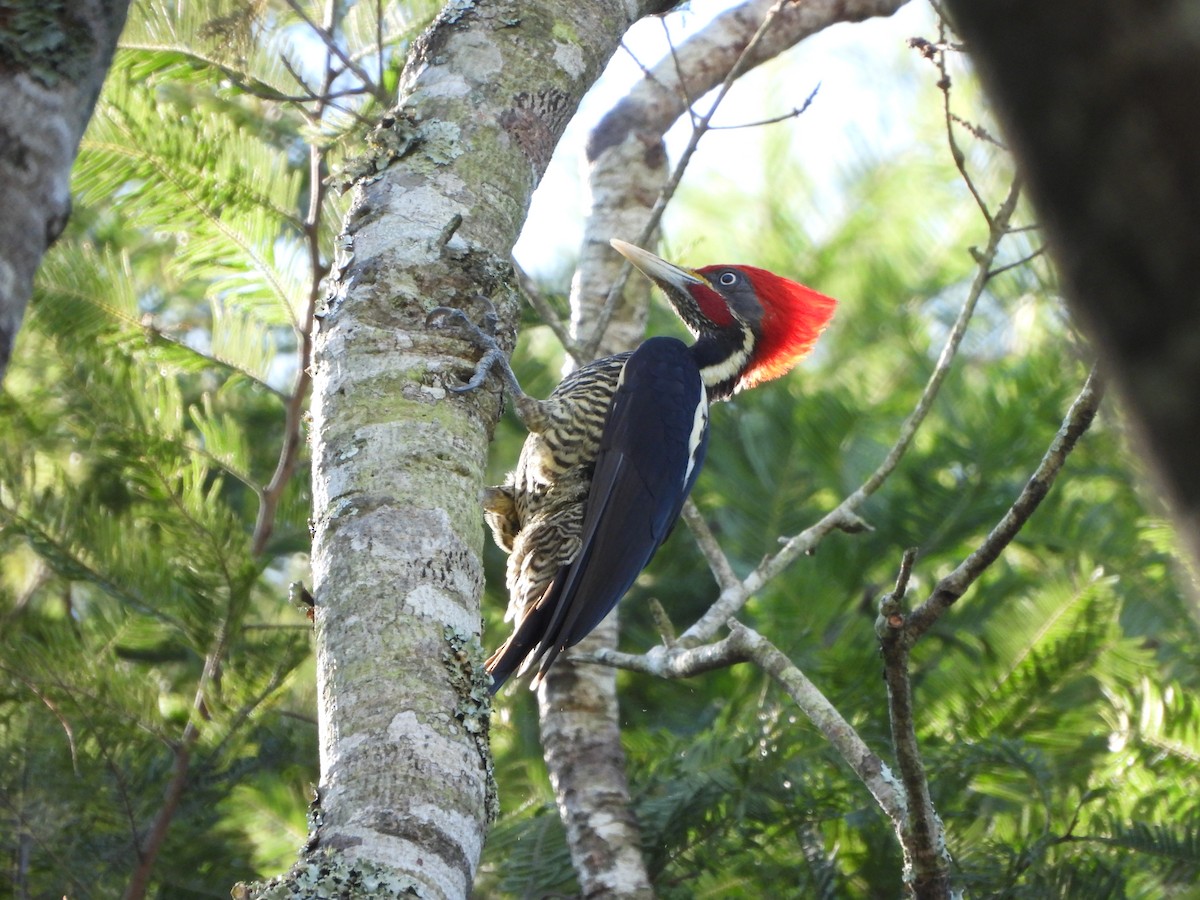 Lineated Woodpecker - Alberto Lozano