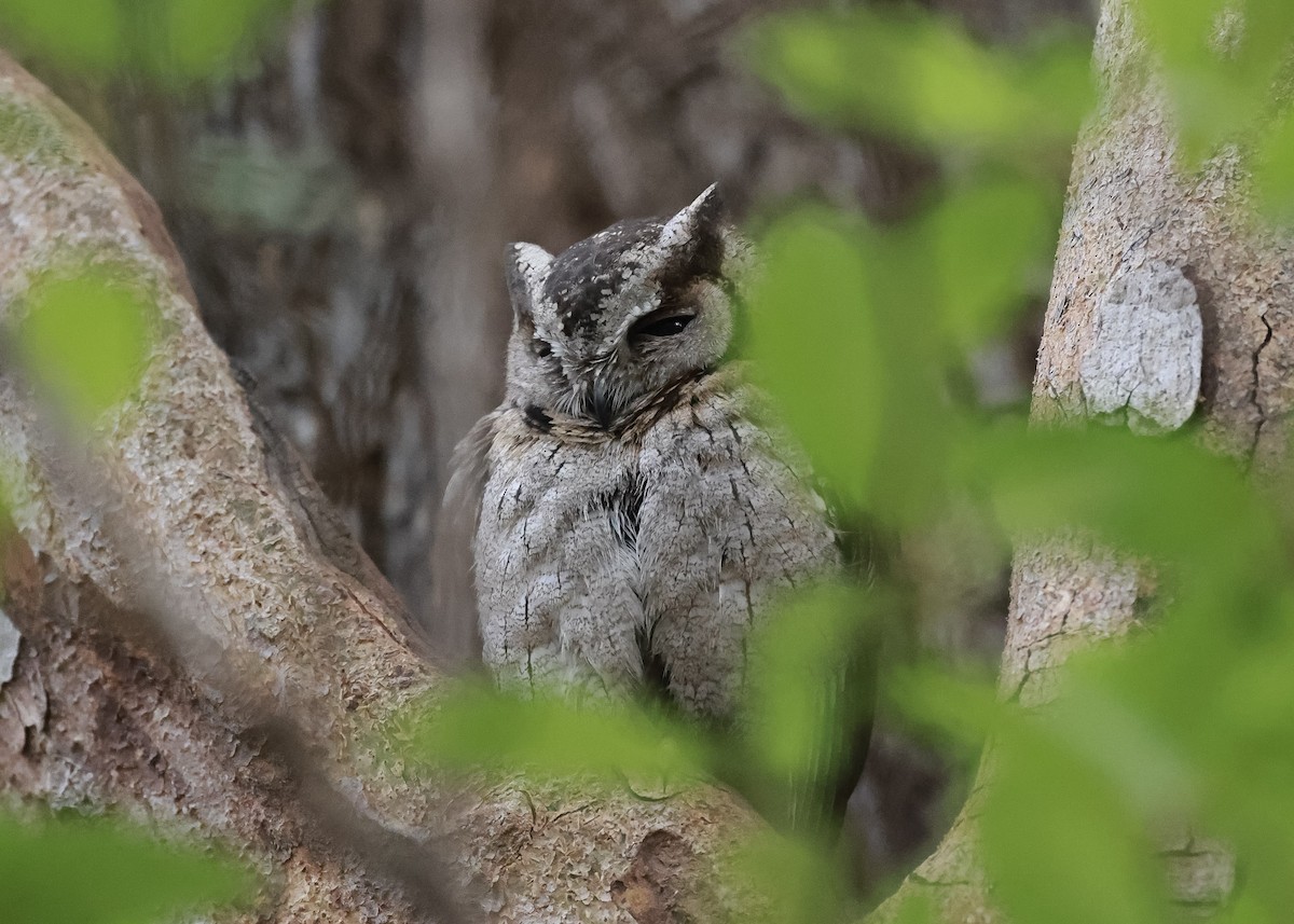 Indian Scops-Owl - ML614548672