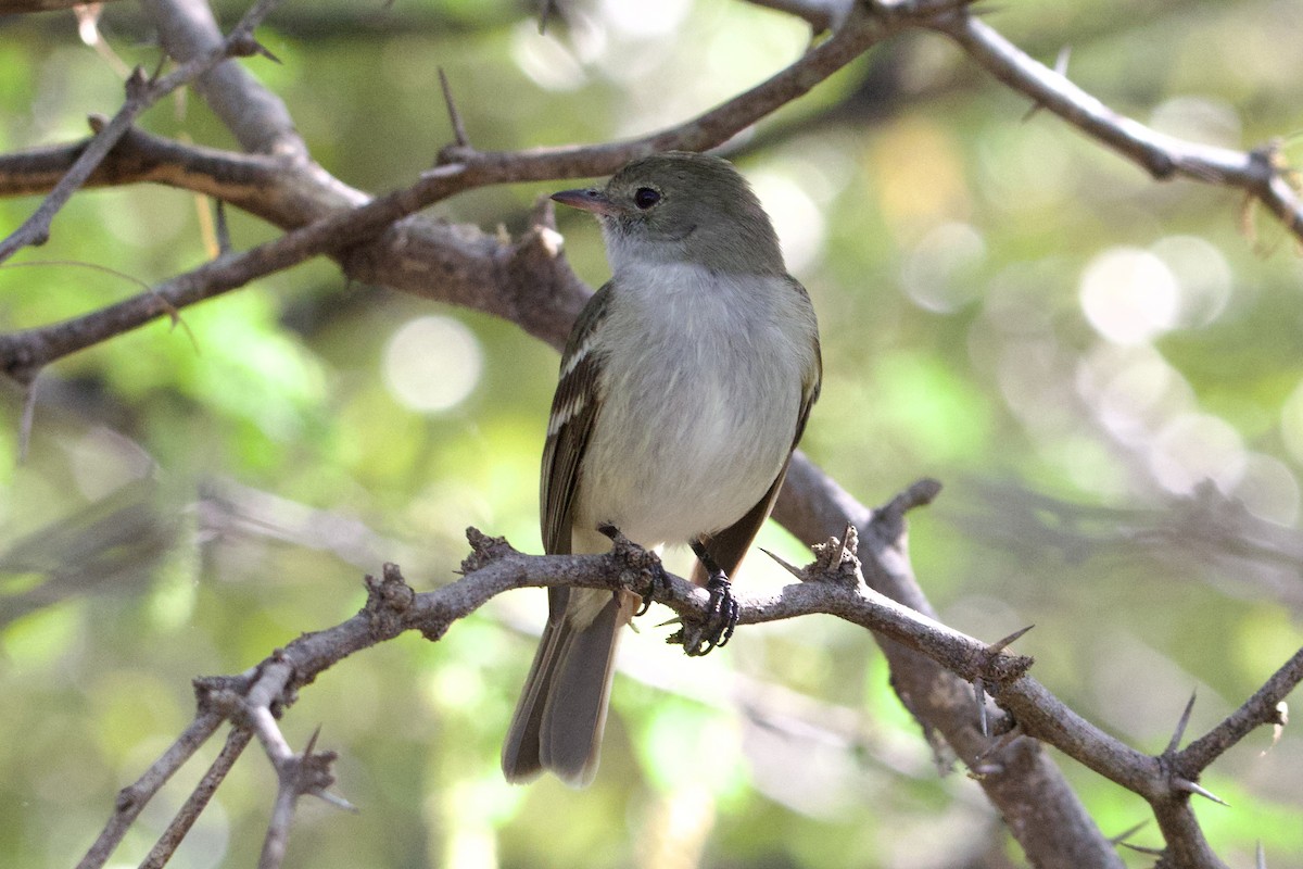 Caribbean Elaenia - ML614548697