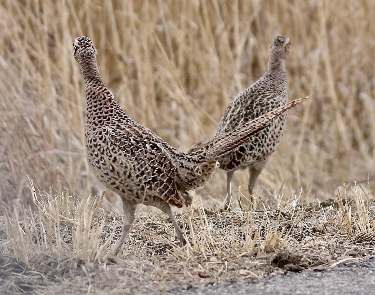 Ring-necked Pheasant - ML614548748