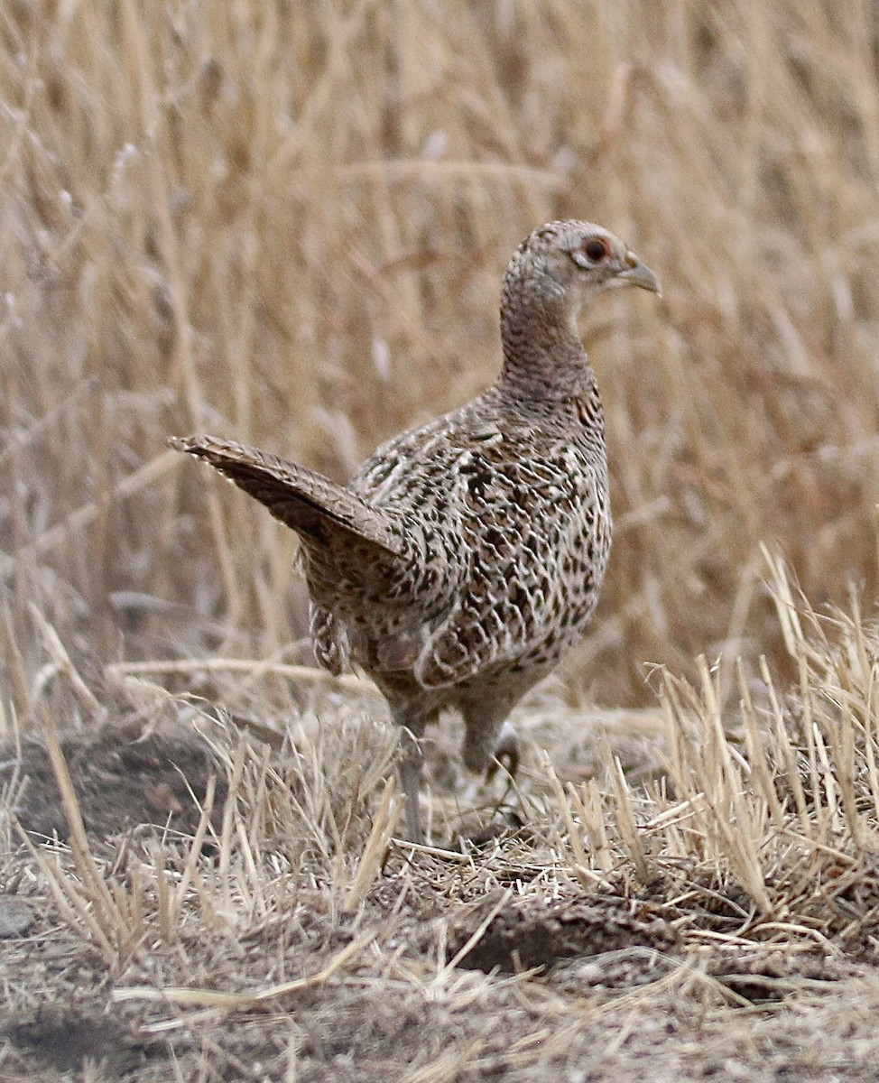 Ring-necked Pheasant - ML614548749