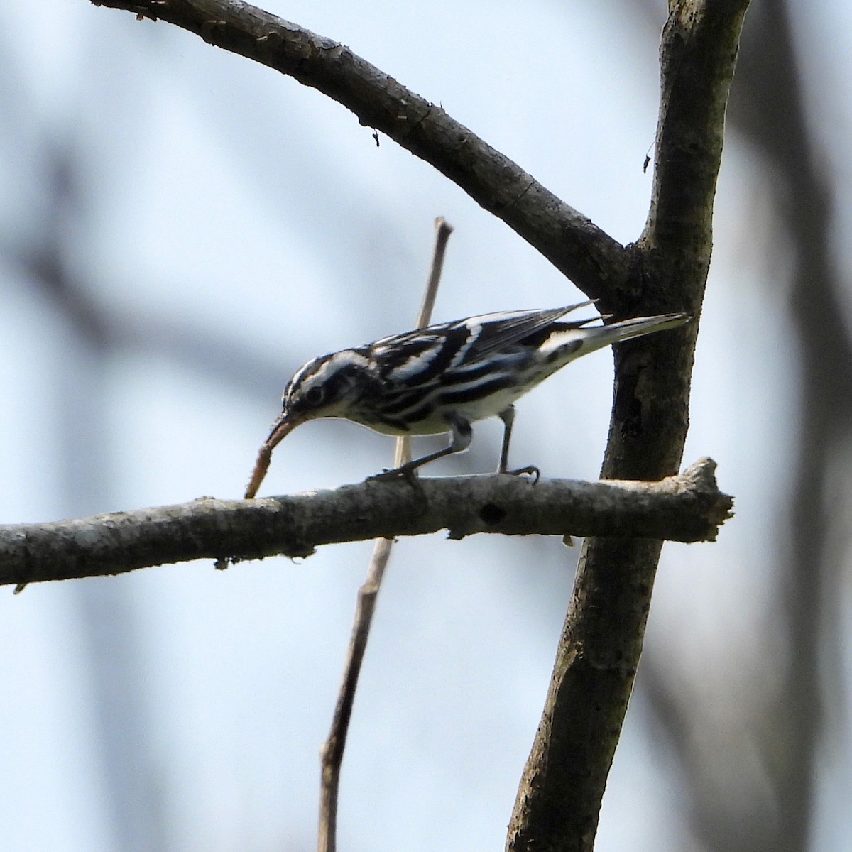 Black-and-white Warbler - ML614548786