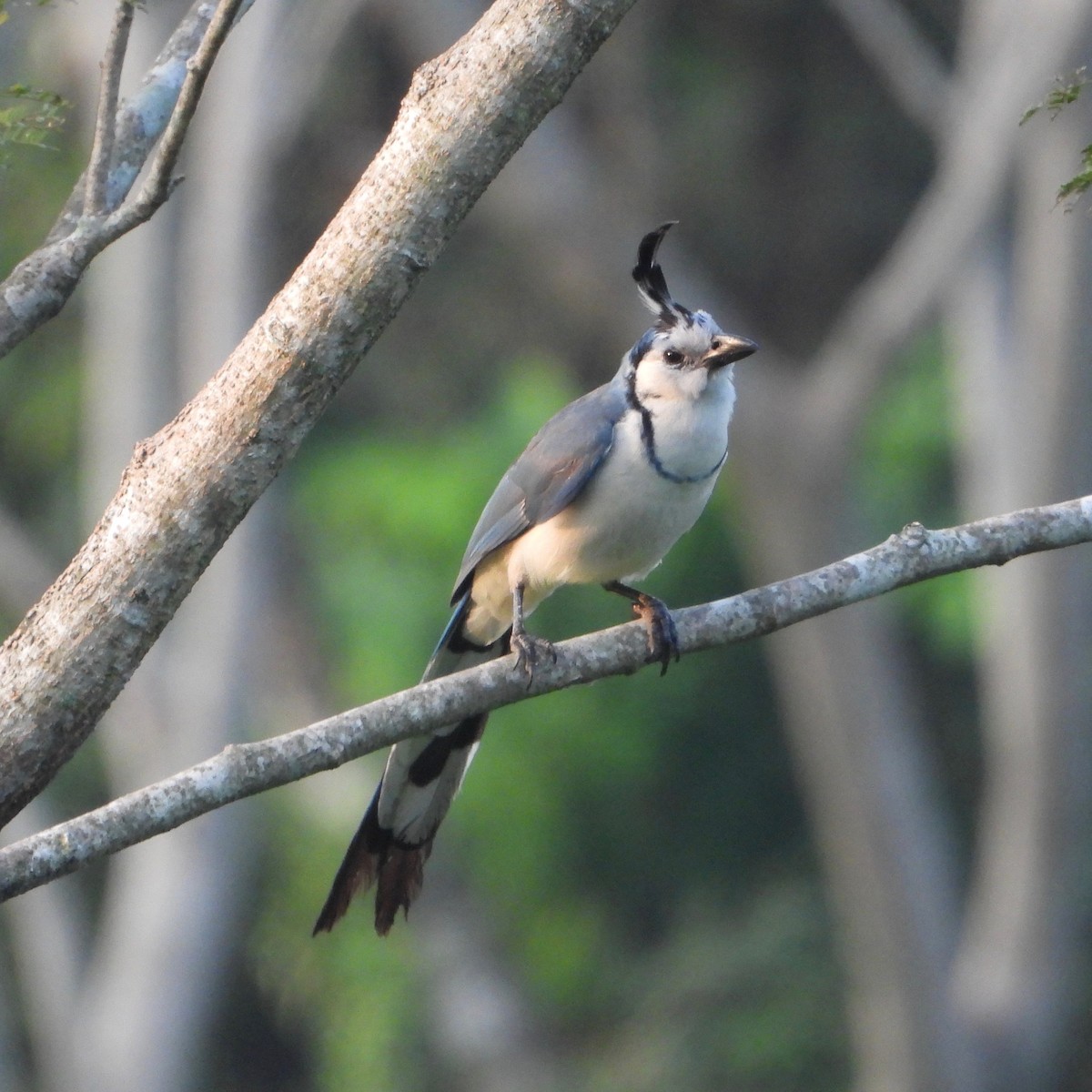 White-throated Magpie-Jay - ML614548803